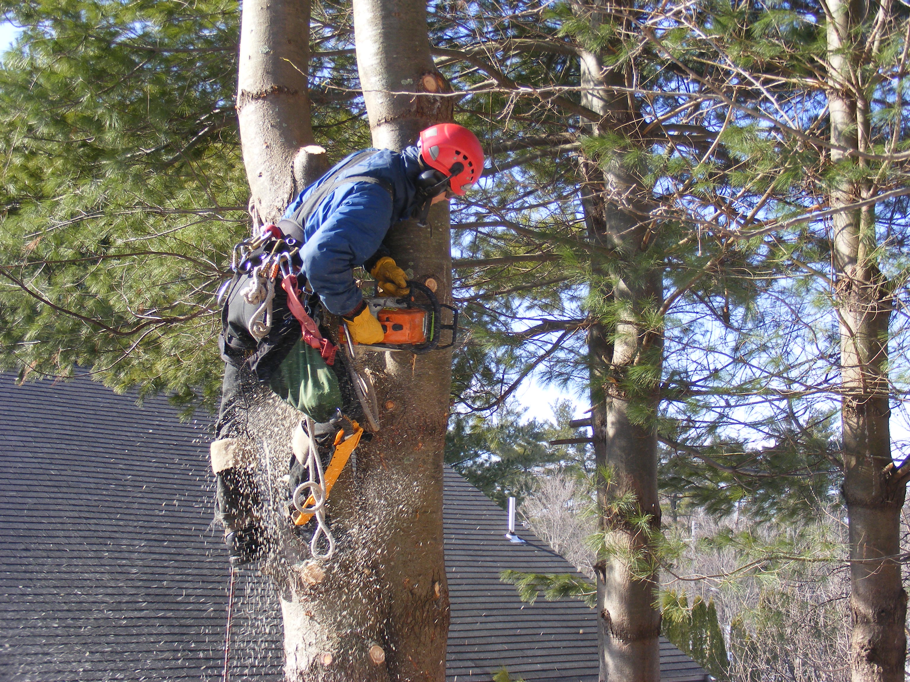 Edwards & Sons Pro concrete and tree service crew in South Jersey