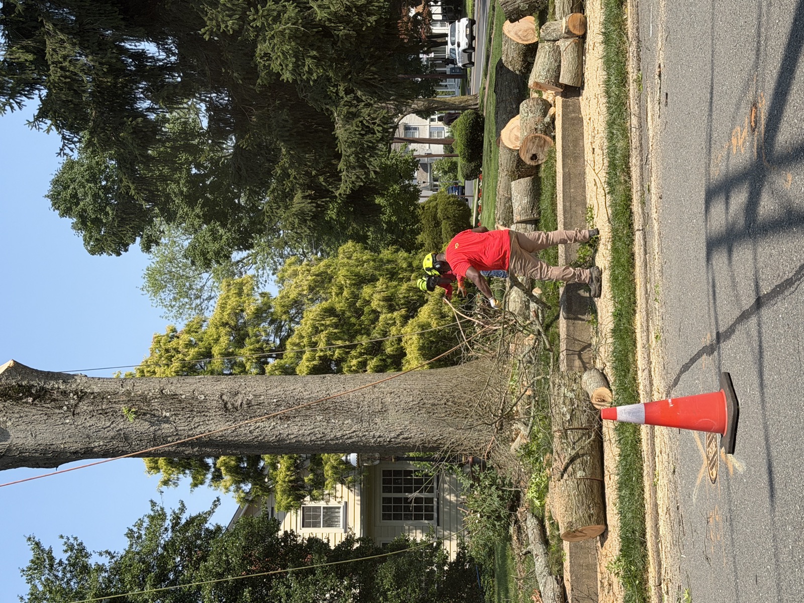 Tree Services