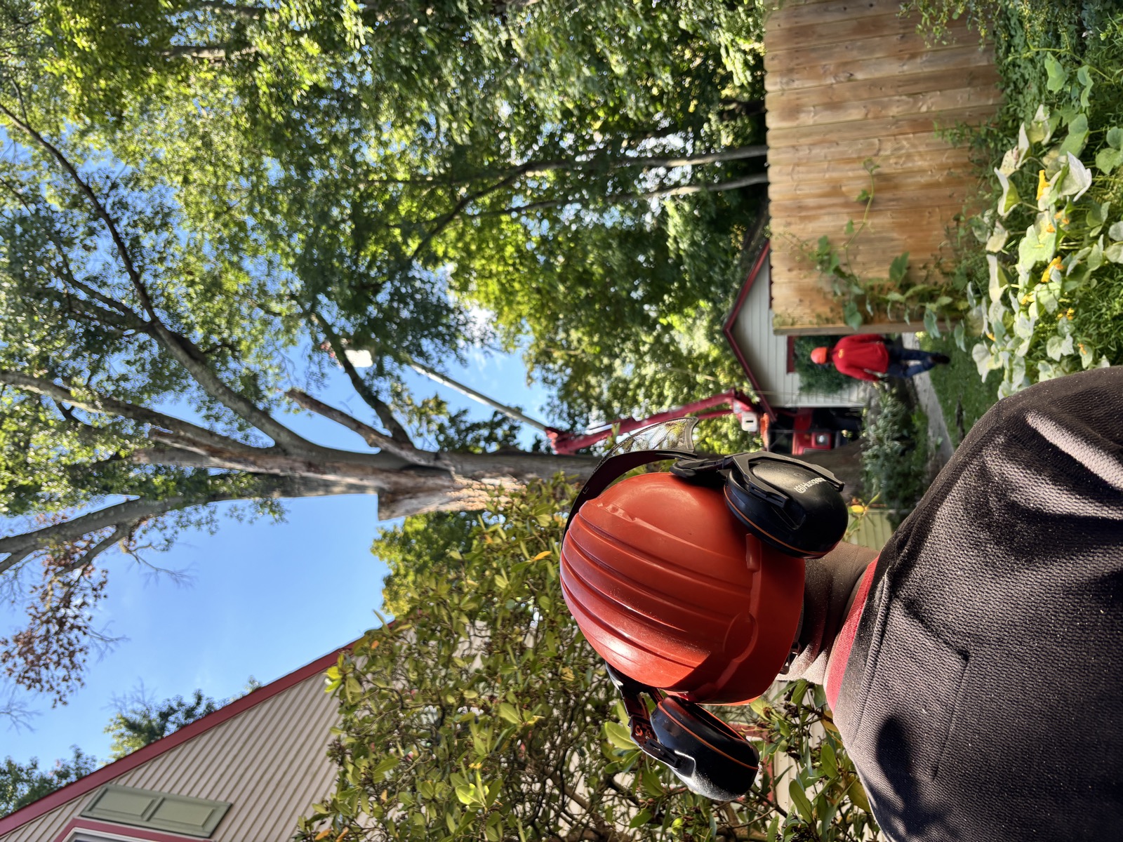 Edwards & Sons Pro assessing a tree before removal