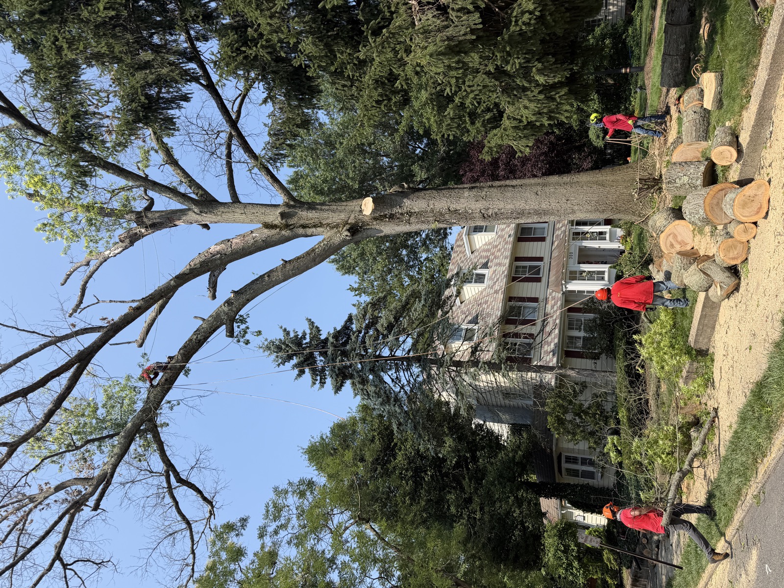 Tree climber working at height during a tree removal