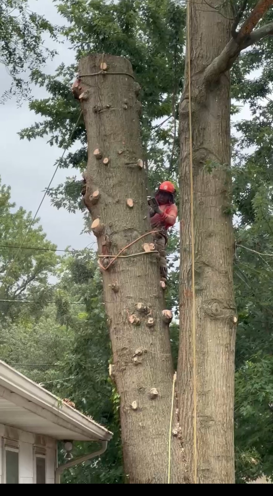 Climber dismantling a large tree trunk in sections
