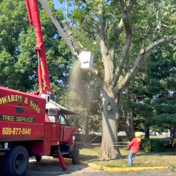 Tree removal crew clearing a fallen tree