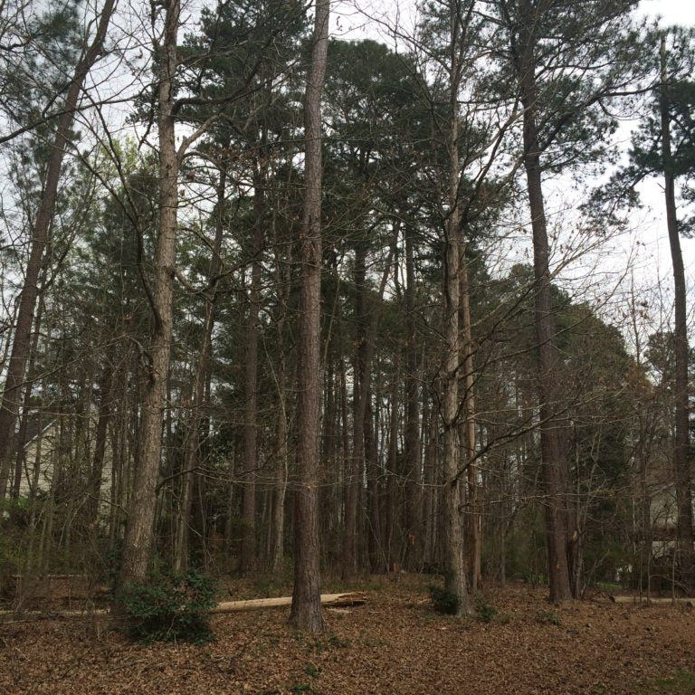 Lot clearing equipment working a wooded lot in South Jersey